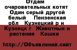 Отдам 2 очаровательных котят. Один серый другой белый. - Пензенская обл., Кузнецкий р-н, Кузнецк г. Животные и растения » Кошки   